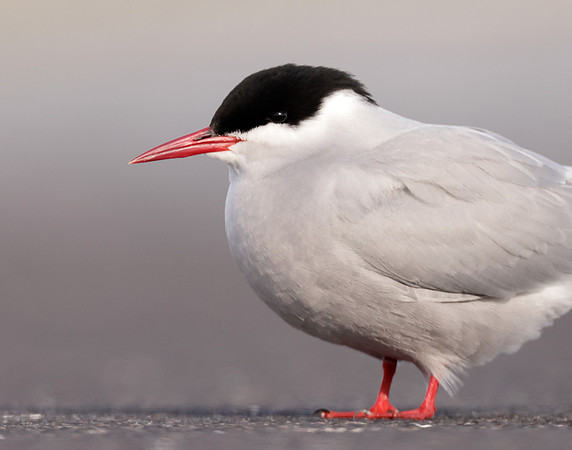 Arctic Tern Sterna paradisaea