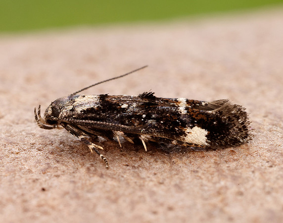 40.001 BF885 Mompha conturbatella