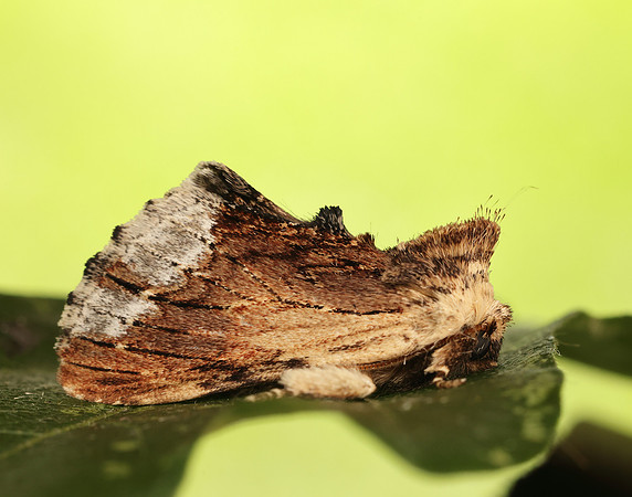 71.022 BF2009 Maple Prominent Ptilodon cucullina