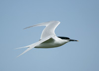 Sandwich Tern Sterna sandvicensis