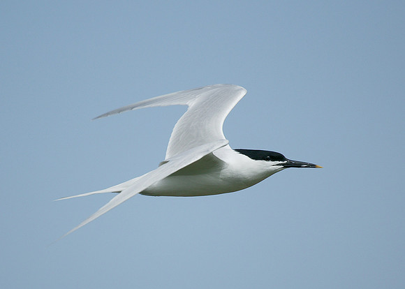 Sandwich Tern Sterna sandvicensis
