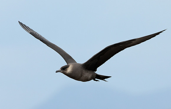 Arctic Skua Stercorarius parasiticus