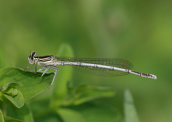 White-legged Damselfly Platycnemis pennipes