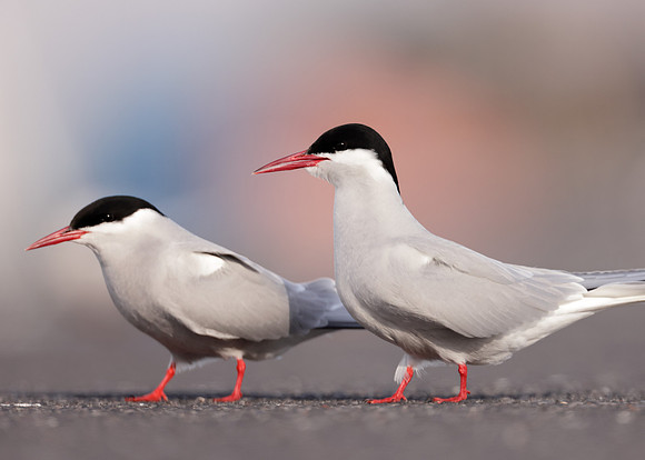 Arctic Tern Sterna paradisaea
