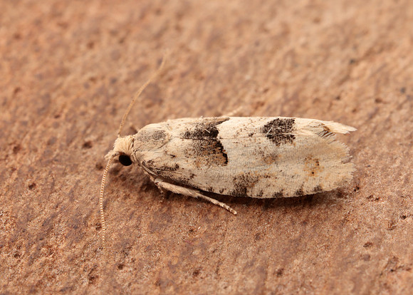 49.254 BF1133 Epinotia bilunana