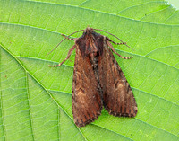 73.156 BF2326 Clouded-bordered Brindle Apamea crenata