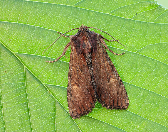 73.156 BF2326 Clouded-bordered Brindle Apamea crenata