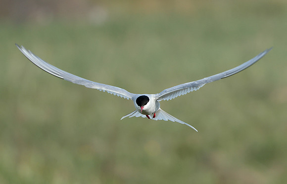 Arctic Tern Sterna paradisaea