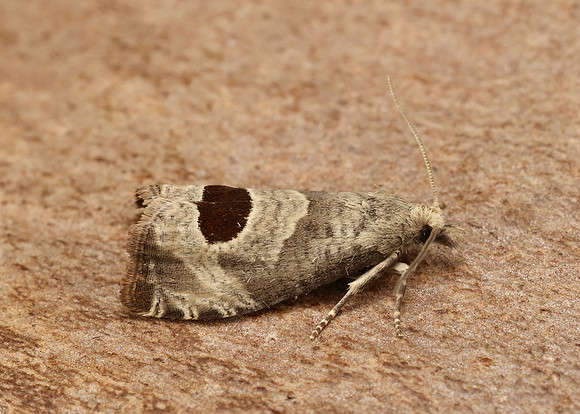 49.294 BF1175 Bramble Shoot Moth Notocelia uddmanniana
