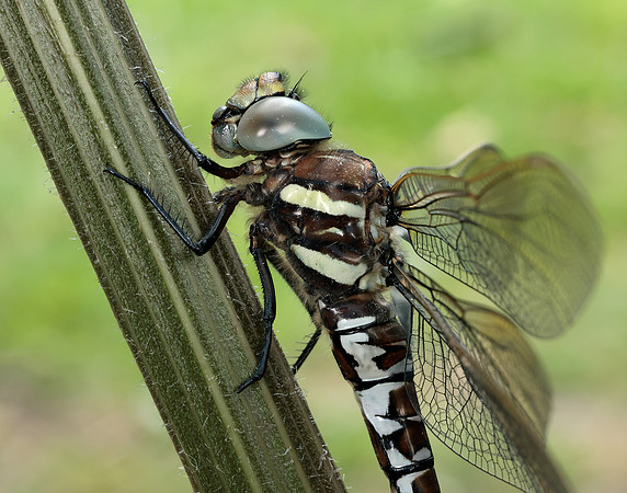 Common Hawker Aeshna juncea