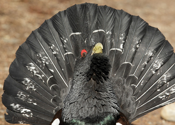 Capercaillie Tetrao urogallus