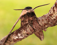 69.006 BF1976 Privet Hawk-moth Sphinx ligustri
