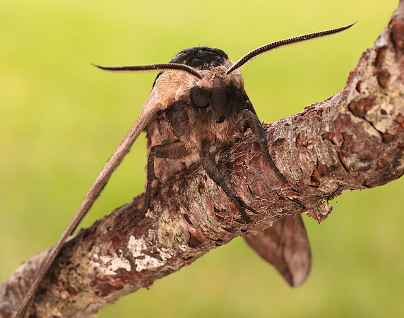 69.006 BF1976 Privet Hawk-moth Sphinx ligustri