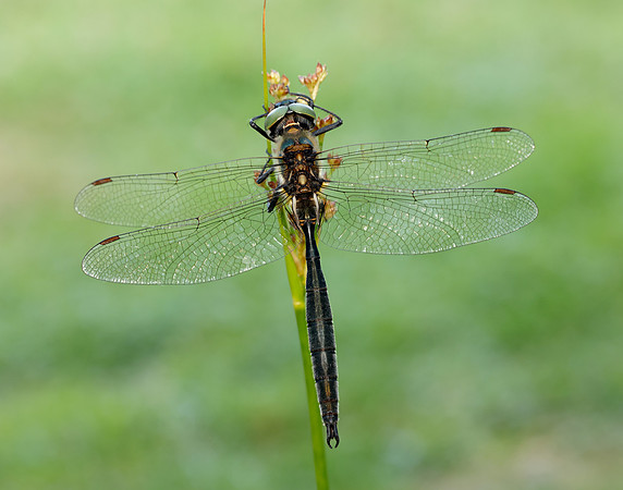 Northern Emerald Somatochlora arctica