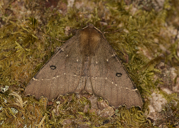 70.240 BF1920 Scalloped Hazel Odontopera bidentata