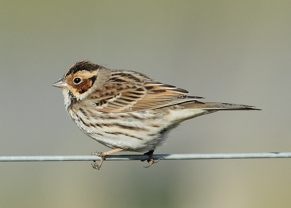 Little Bunting Emberiza pusilla