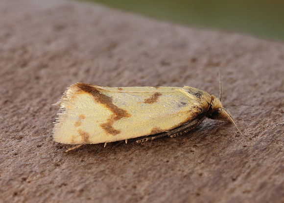 49.109 BF937 Agapeta hamana