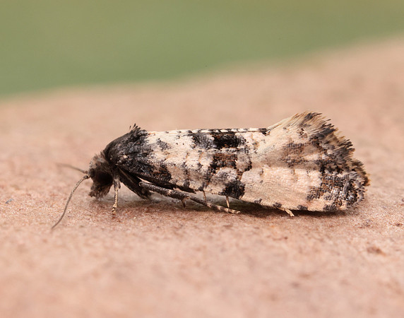 49.139 BF966 Cochylis atricapitana