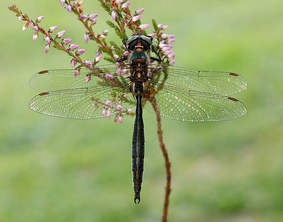 Northern Emerald Somatochlora arctica