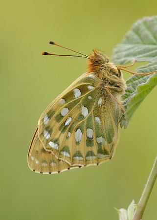 Dark Green fritillary Argynnis aglaja