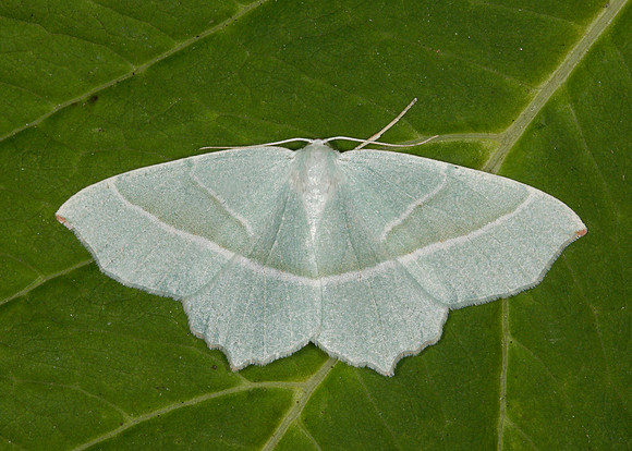 70.283 BF1961 Light Emerald Campaea margaritata