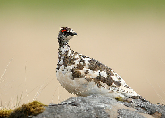 Ptarmigan Lagopus mutus