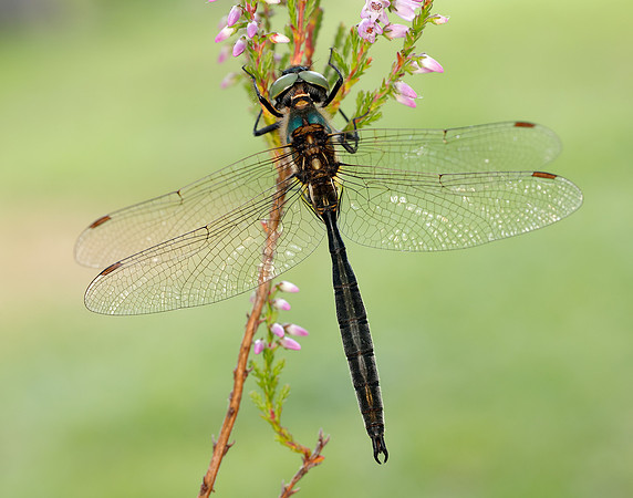 Northern Emerald Somatochlora arctica