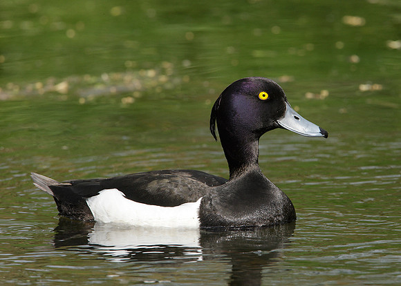 Tufted Duck Aythya fuligula
