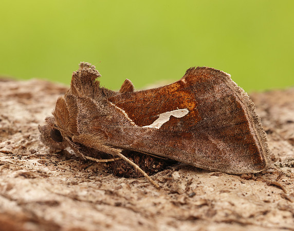 73.010 BF2436 Dewick's Plusia Macdunnoughia confusa