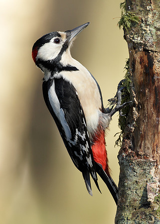 Great Spotted Woodpecker Dendrocopus major