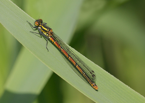 Large Red Damselfly Pyrrhosoma nymphula