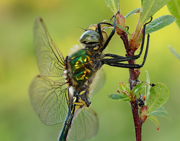 Brilliant Emerald Somatochlora metallica