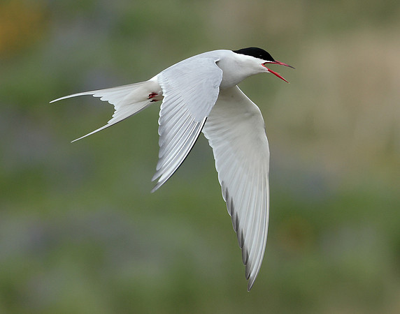 Arctic Tern Sterna paradisaea