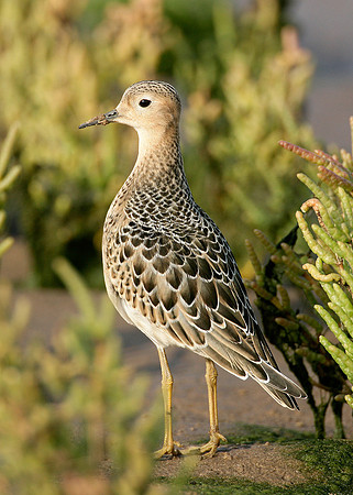 Buff-breasted Sandpiper Tryngites subruficollis