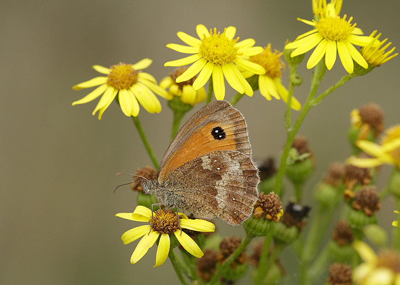 Gatekeeper Pyronia tithonus