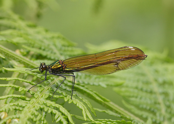 Beautiful Demoiselle Calopteryx virgo