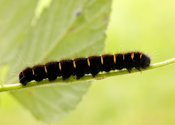 66.008 BF1638 Fox Moth Macrothylacia rubi
