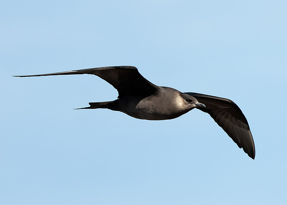 Arctic Skua Stercorarius parasiticus
