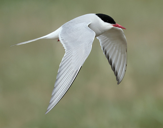 Arctic Tern Sterna paradisaea