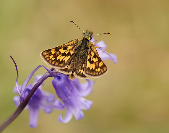 Chequered Skipper Carterocephalus palaemon