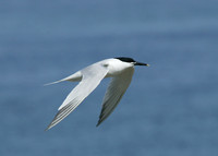 Sandwich Tern Sterna sandvicensis