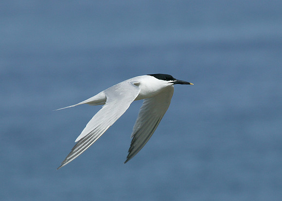 Sandwich Tern Sterna sandvicensis