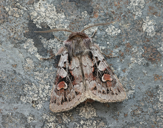73.363 BF2125 Northern Dart Xestia alpicola