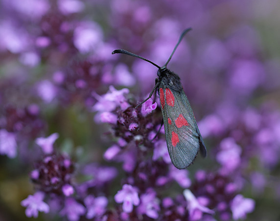 54.007 BF168 New Forest Burnet Zygaena viciae