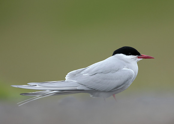 Arctic Tern Sterna paradisaea