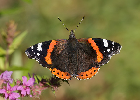 Red Admiral Vanessa atalanta