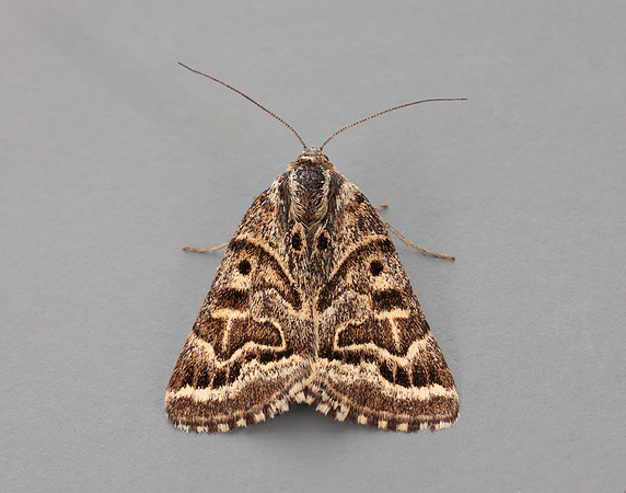 72.084 BF2462 Mother Shipton Euclidia mi