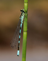 Northern Damselfly Coenagrion hastulatum