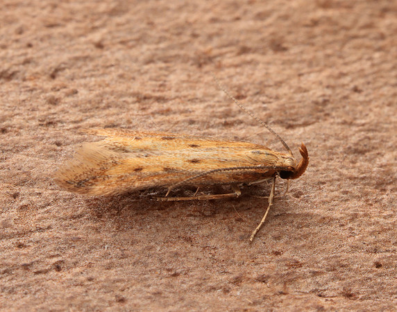 35.058 BF726 Metzneria metzneriella