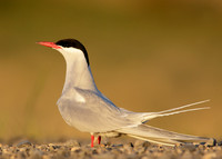 Arctic Tern Sterna paradisaea